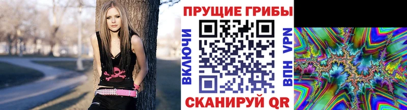что такое Сосновка Галлюциногенные грибы Psilocybine cubensis